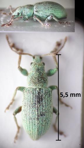 Réf. 207 205 : Phyllobius virideaeris